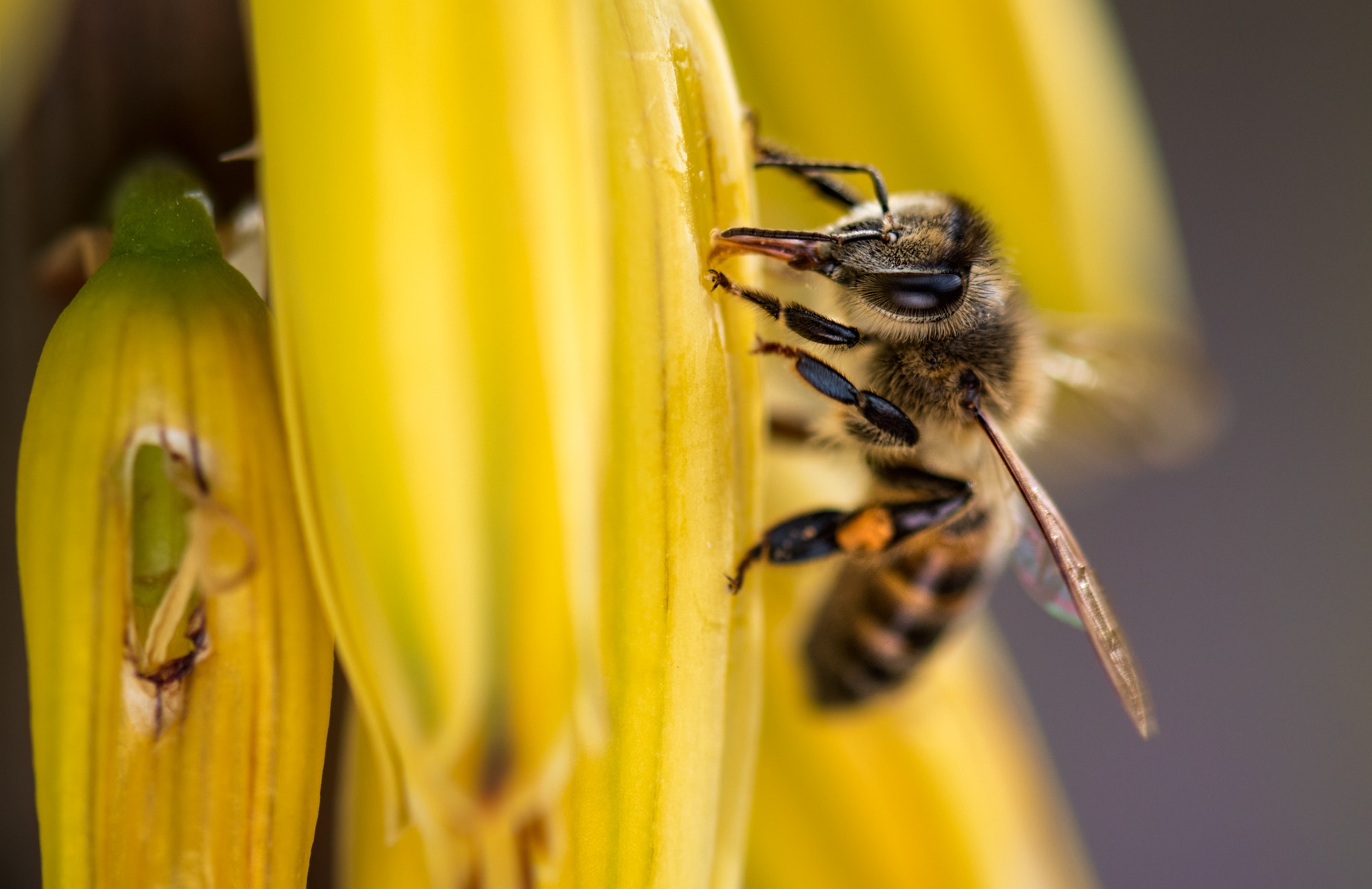 Comment la pollution atmosphérique affecte la pollinisation des